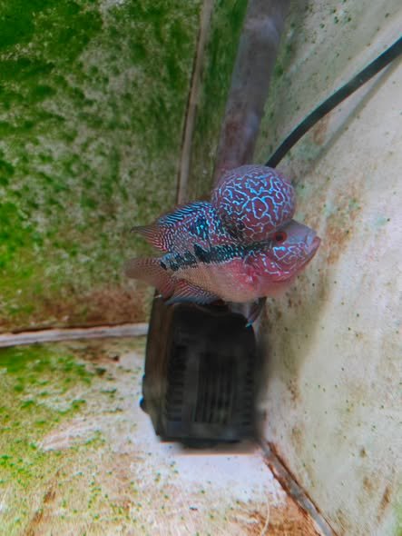Hướng dẫn chọn và sử dụng đèn cá la hán hiệu quả cho bể nuôi