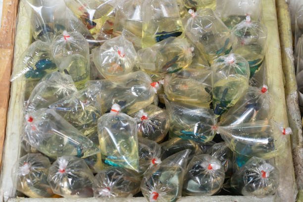 Siamese fighting fish are packed in plastic bags for sale in pet market.