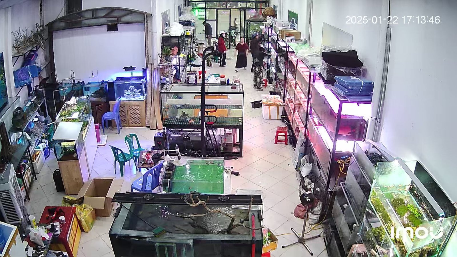 Kinh nghiệm mua cá cảnh ở Bắc Ninh ở đâu cho người mới chơi