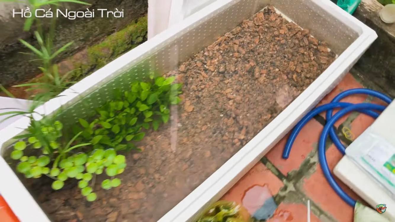 Kinh nghiệm nuôi cá rô đồng trong thùng xốp siêu nhanh lớn