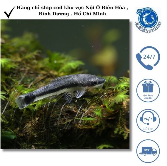 Mua cá Otto ở đâu Tổng hợp nơi bán cá Otto HCM nổi bật