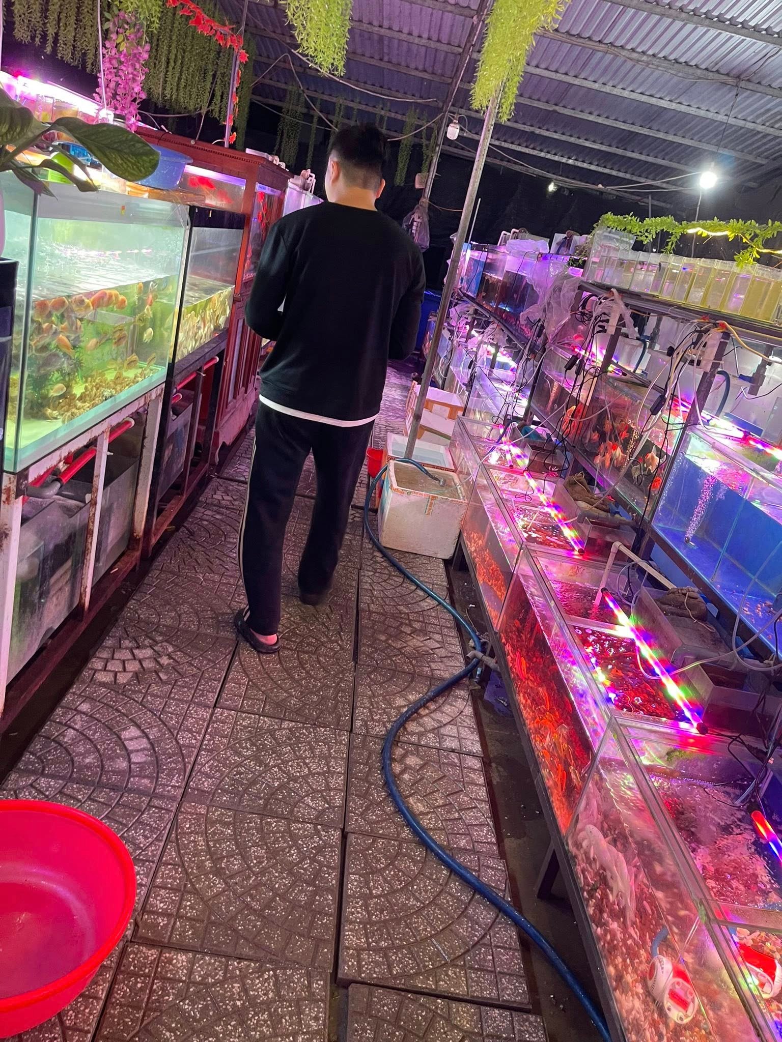 Người chơi cá cảnh Tam Kỳ thường lựa chọn những giống nào