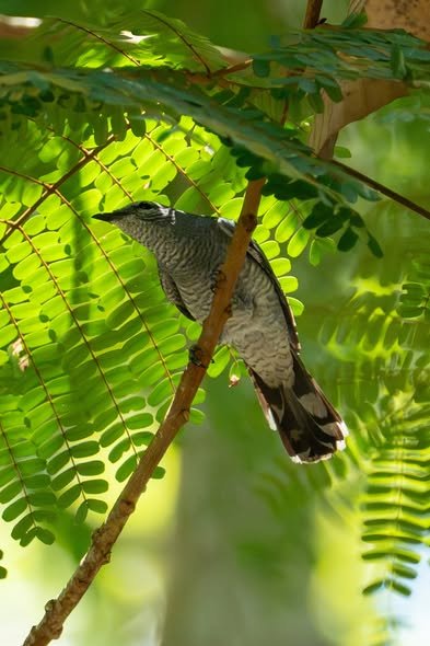 Nguồn gốc tiếng kêu của cá oa oa qua lời kể của người xưa