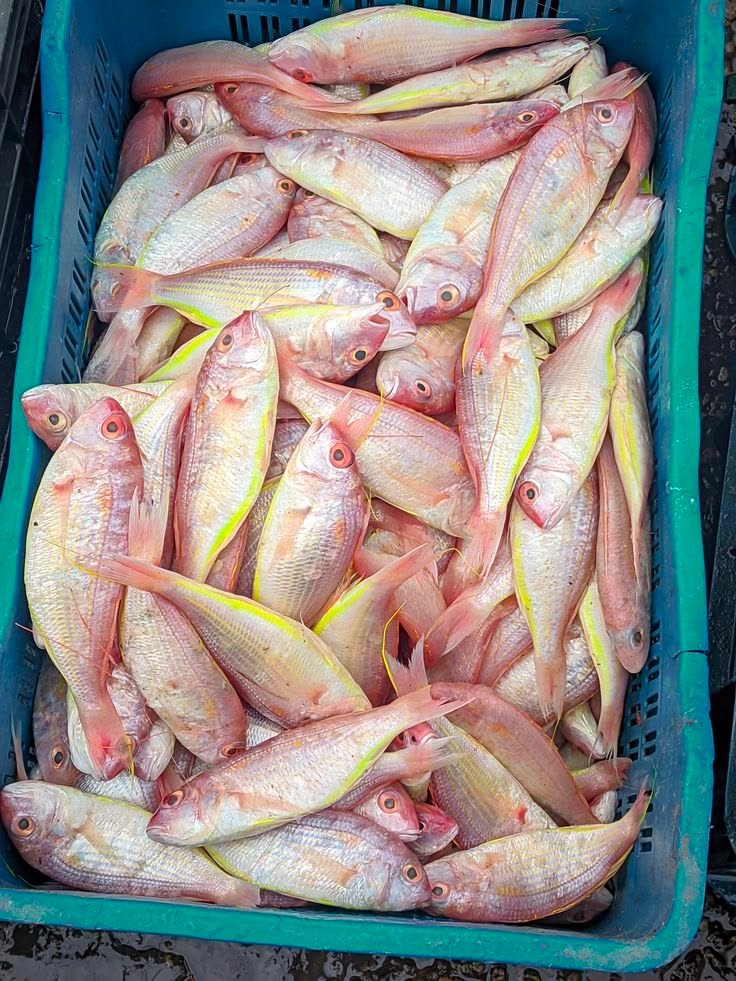Những món ăn ngon được chế biến từ cá Đổng và cá Hường