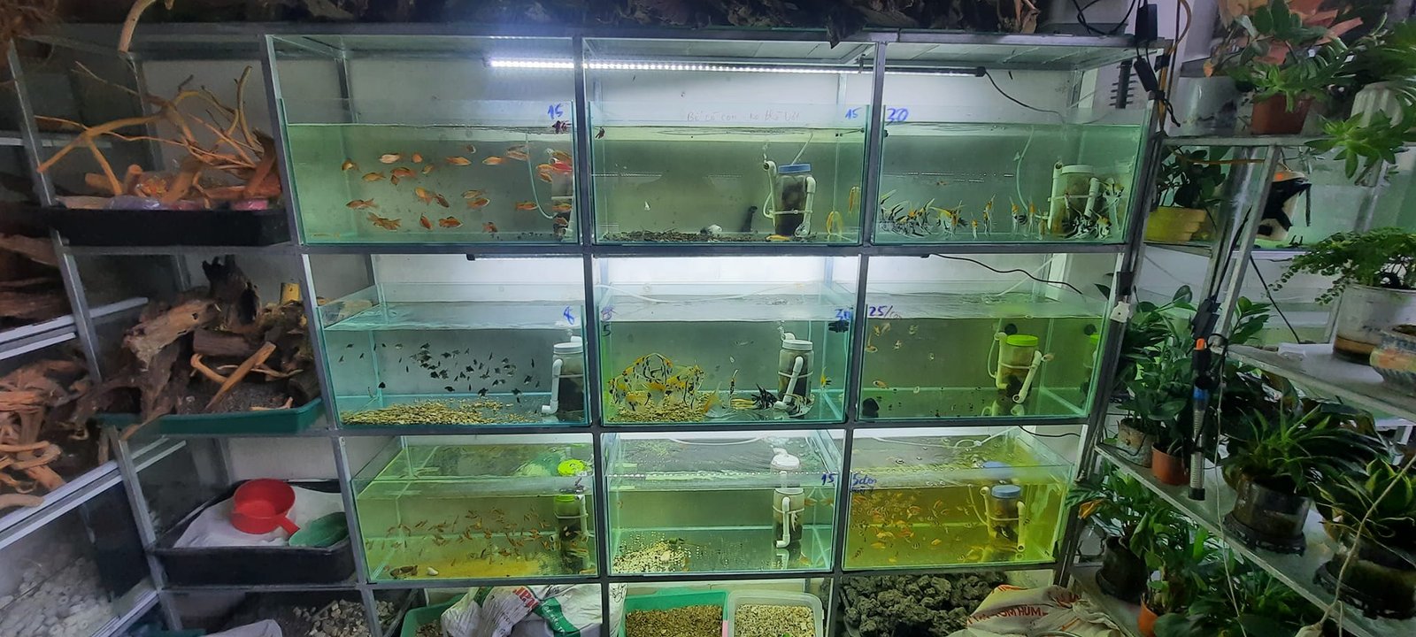 Review cá cảnh Bình Tân nơi mua cá uy tín
