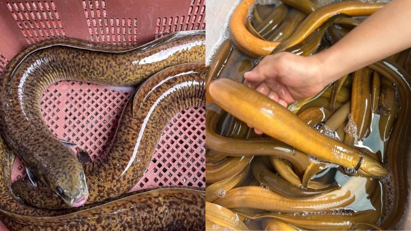 So sánh cá chình và lươn từ ngoại hình đến môi trường sống