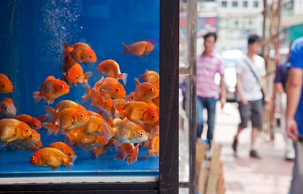 Tìm cửa hàng cá cảnh Bến Tre uy tín, dễ mua