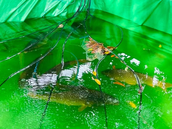 Tìm hiểu cá chép sống ở nước mặn hay ngọt trong tự nhiên