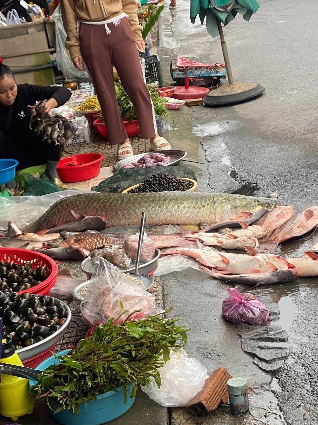 Tìm hiểu nguồn gốc và tập tính sống của cá Hải Tượng Long