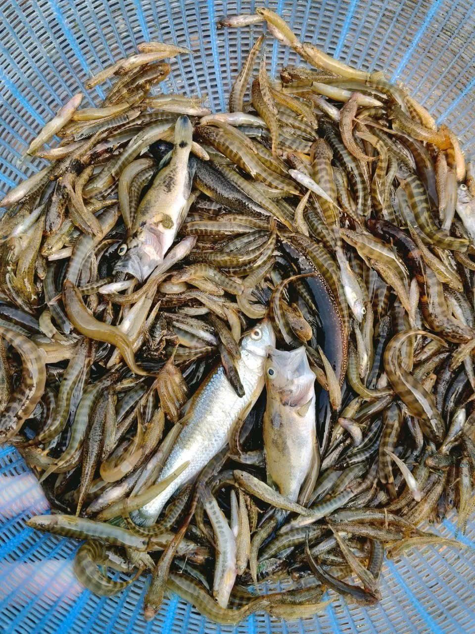 Tìm hiểu tên các loại cá suối phổ biến, dễ nhận biết