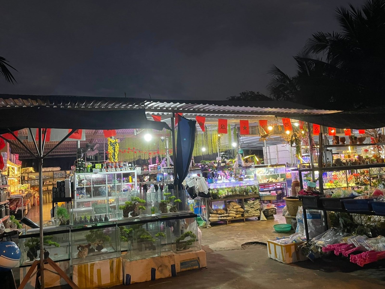 Tìm hiểu xu hướng chơi cá cảnh Tam Kỳ trong những năm gần đây