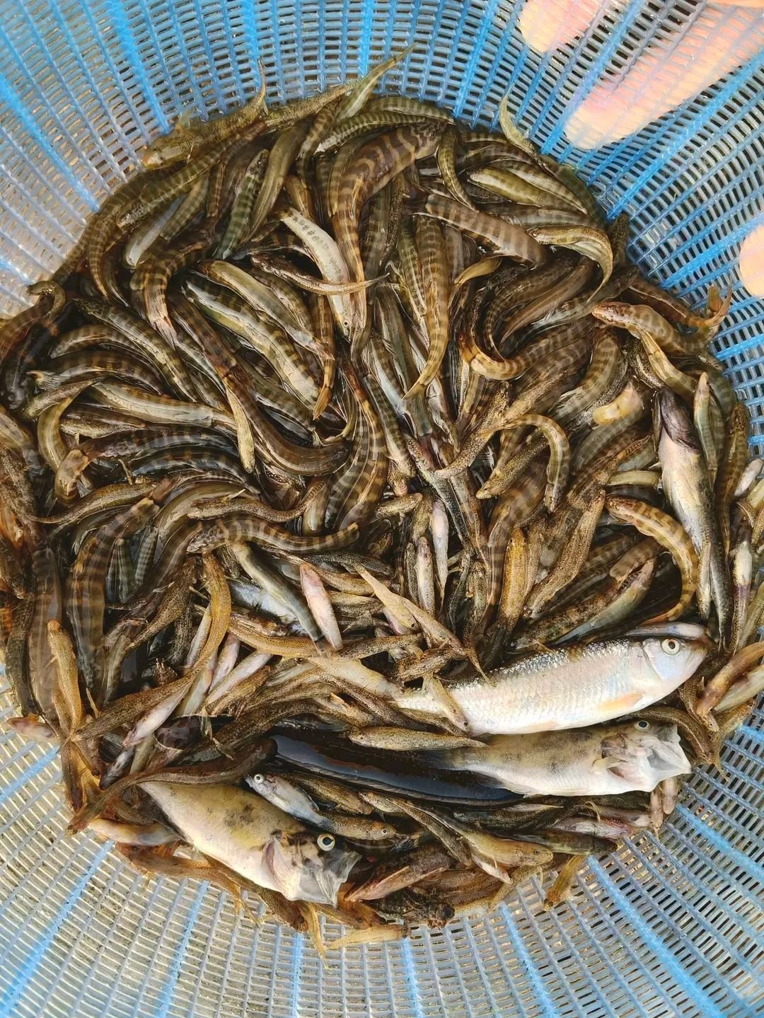 Tổng hợp tên các loại cá suối dễ gặp trong tự nhiên