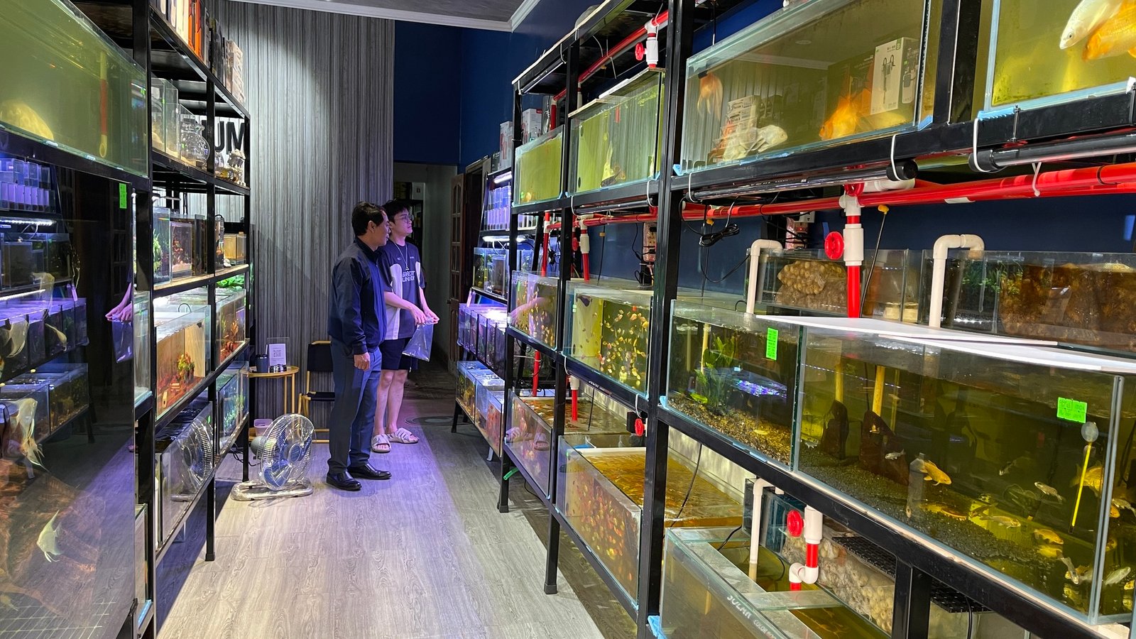 Top cửa hàng cá cảnh Cầu Giấy đẹp, giá tốt nhất