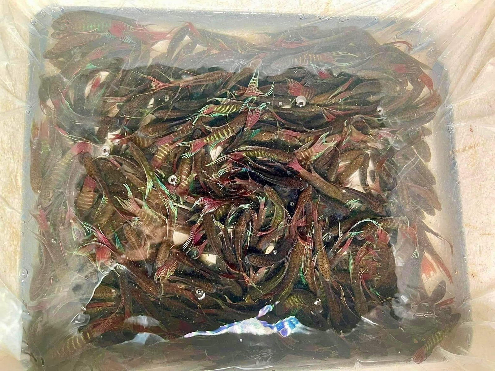 Top địa chỉ bán cá cờ ở Hà Nội uy tín, nhiều mẫu đẹp nhất
