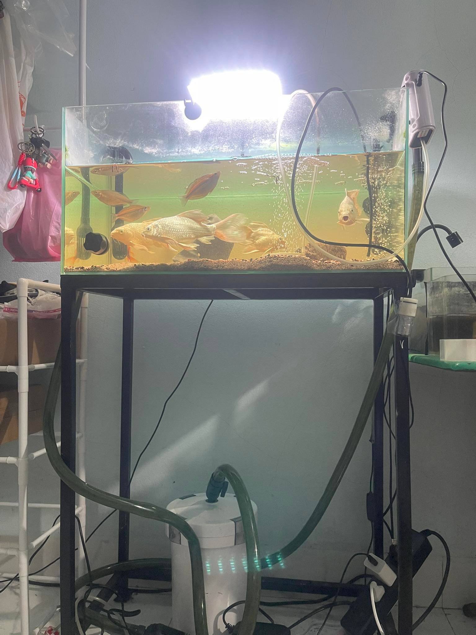 Top loài cá cảnh màu trắng đẹp tinh tế cho bể cá sang xịn