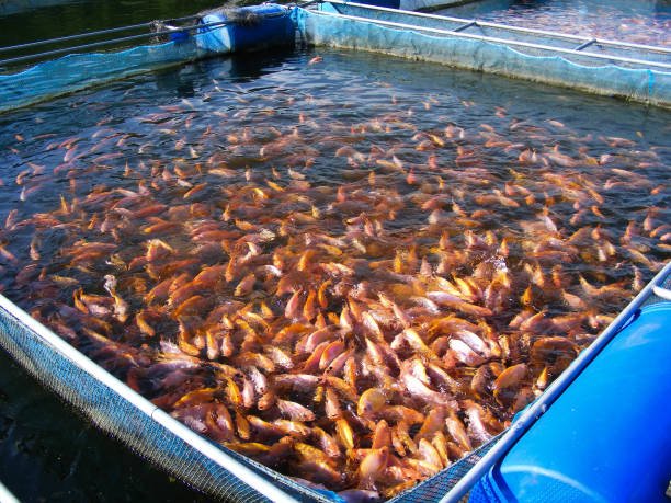 Trại Cá Giống Tân Vạn ở đâu Thông tin chi tiết mới nhất