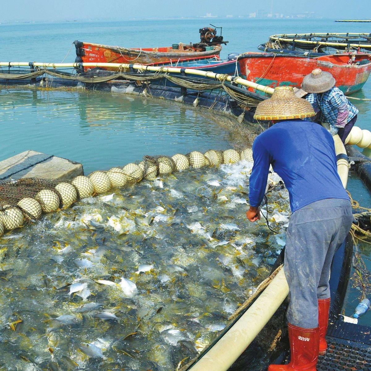Trại cá giống Hai Hiến được nhiều hộ nuôi thủy sản tin chọn