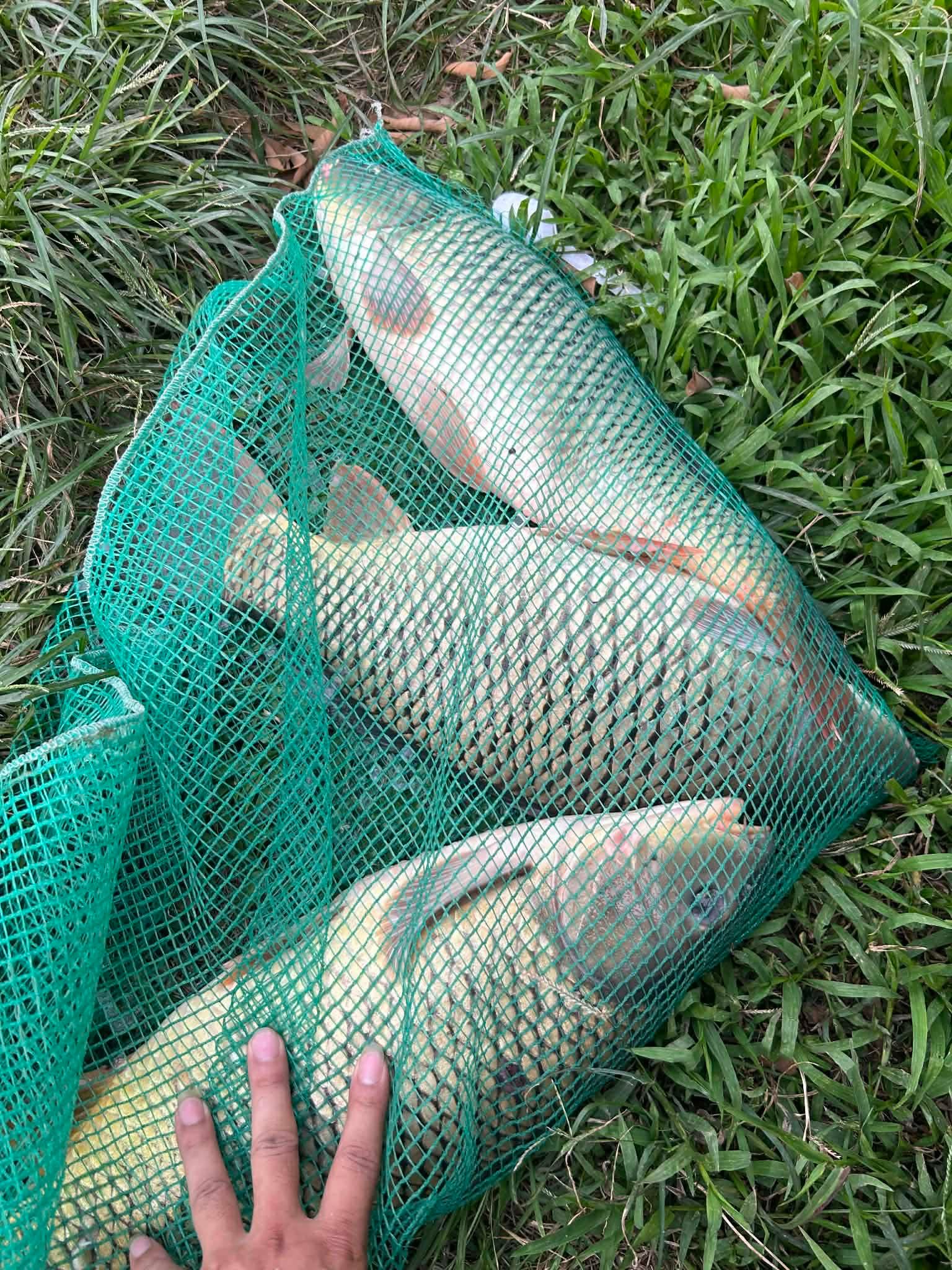 Trong bụng cá chép đực có gì khi chế biến tại nhà