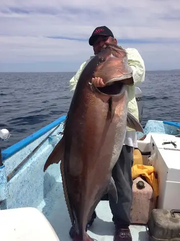 Amberjack Là Cá Gì? Tổng Quan Về Loài Cá Được Săn Đón Khắp Thế Giới