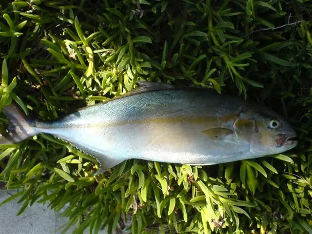 Amberjack Là Cá Gì? Tổng Quan Về Loài Cá Được Săn Đón Khắp Thế Giới
