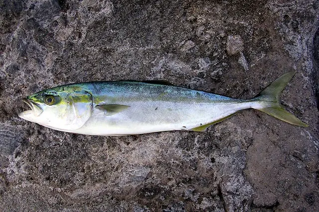 Amberjack Là Cá Gì? Tổng Quan Về Loài Cá Được Săn Đón Khắp Thế Giới