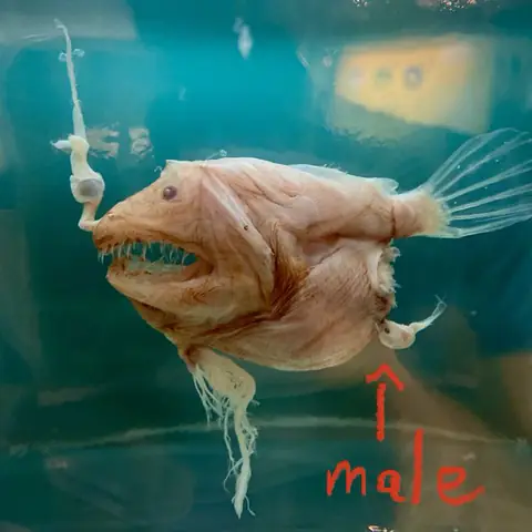 Anglerfish Là Cá Gì? Khám Phá Sinh Vật Kỳ Lạ Sống Dưới Đáy Đại Dương