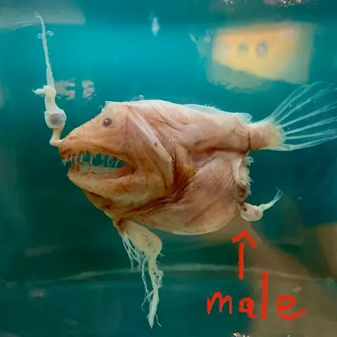 Anglerfish Là Cá Gì? Khám Phá Sinh Vật Kỳ Lạ Sống Dưới Đáy Đại Dương