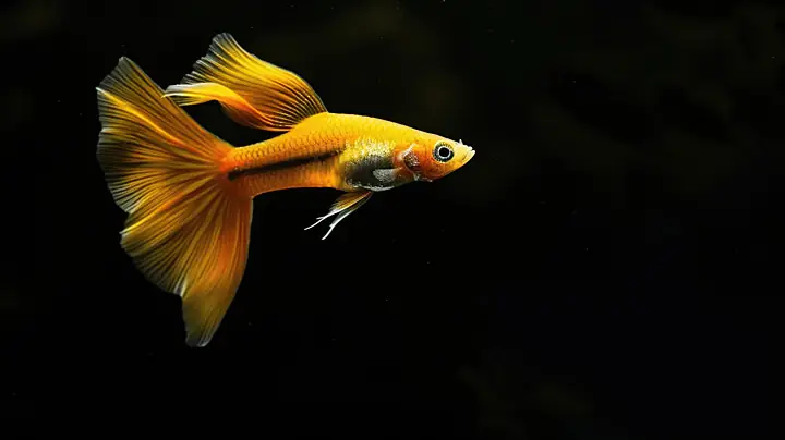 Tổng Hợp Hình Ảnh Cá Bảy Màu: Hướng Dẫn Nhận Biết Và Phân Loại Chi Tiết