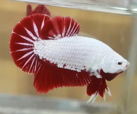 Cá Betta Rồng Đỏ Là Gì?