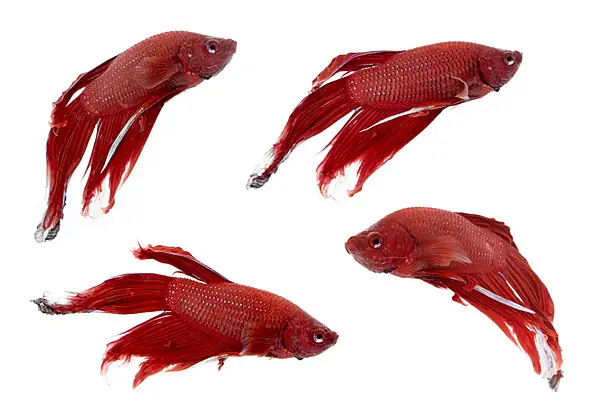 Ảnh Cá Betta Rồng Đỏ: Khám Phá Vẻ Đẹp Và Bí Ẩn Của Loài Cá "rồng Nước"