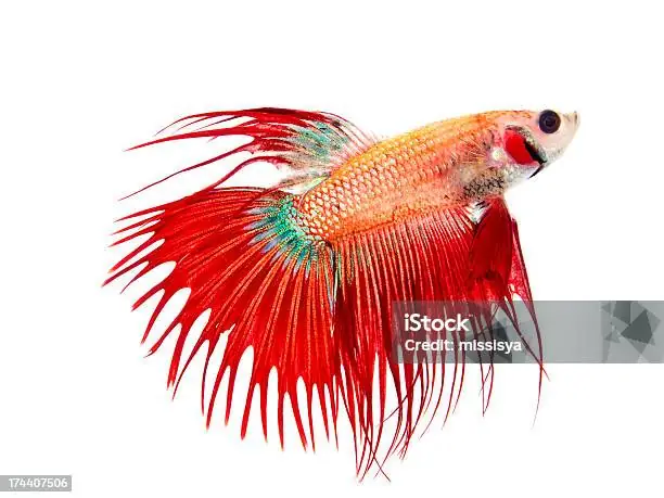 Ảnh Cá Betta Rồng Đỏ: Khám Phá Vẻ Đẹp Và Bí Ẩn Của Loài Cá "rồng Nước"