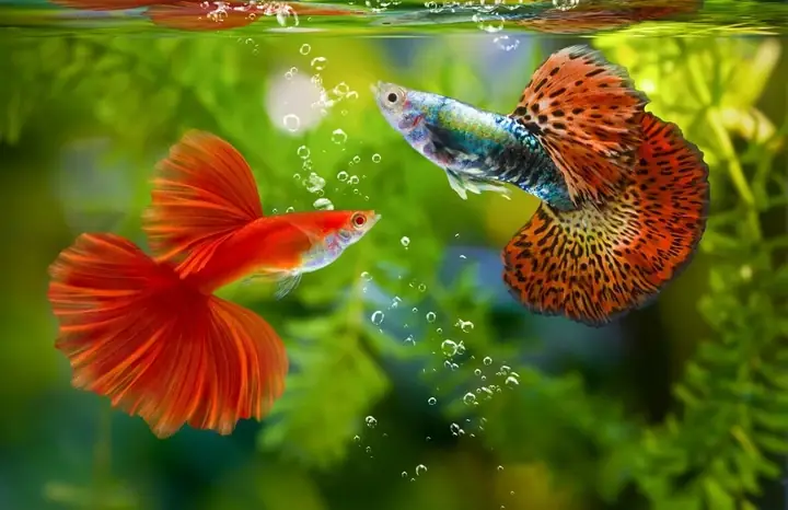 Lạ Mắt Với Đa Dạng Màu Sắc Từ Hình Ảnh Cá Cảnh Đẹp Nhất Lạ Mắt Với Đa Dạng Màu Sắc Từ Hình Ảnh Cá Cảnh Đẹp Nhất