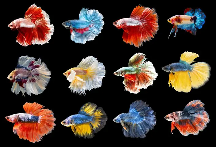 Bắt Mắt Với Những Hình Ảnh Cá Cảnh Đẹp Nhất Của Cá Betta Bắt Mắt Với Những Hình Ảnh Cá Cảnh Đẹp Nhất Của Cá Betta