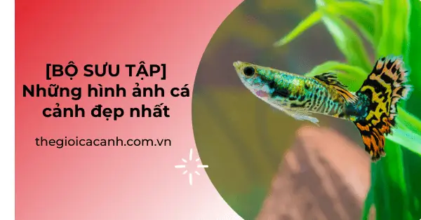[bộ Sưu Tập] Những Hình Ảnh Cá Cảnh Đẹp Nhất