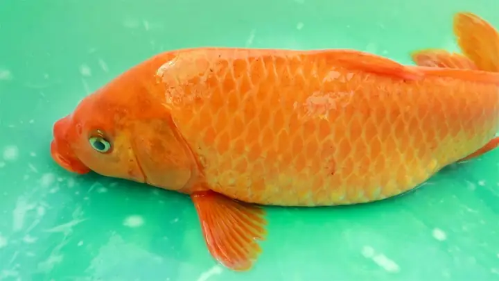 Bức Ảnh Cá Chép Tinh Tế Nhất