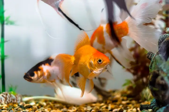 Bức Ảnh Cá Chép Tinh Tế Nhất