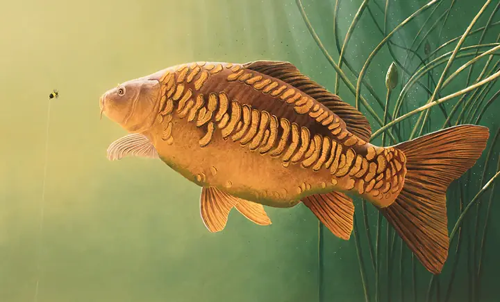 Bức Ảnh Cá Chép Tinh Tế Nhất