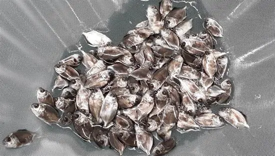 Hiệu Quả Mô Hình Nuôi Cá Chim Trắng Vây Vàng