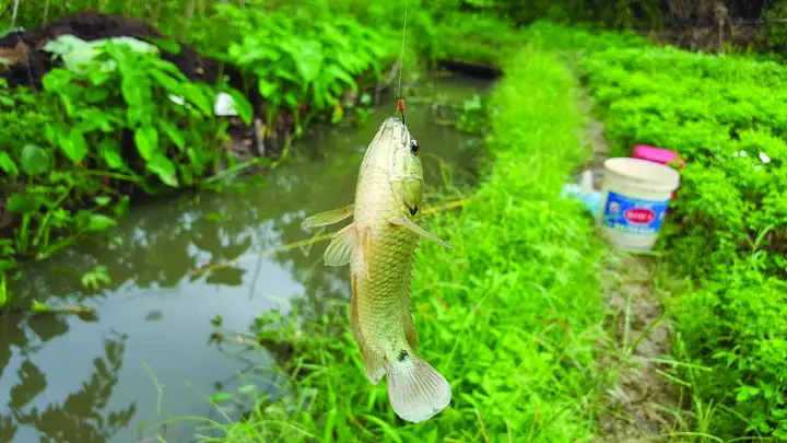 Ảnh Cá Rô Đồng