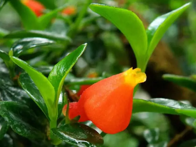 Đặc Điểm Của Cây Cảnh Cá Vàng