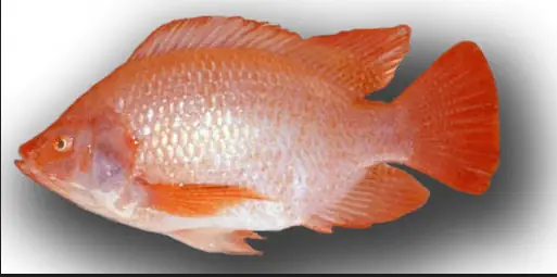 Ảnh Các Loài Cá