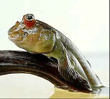 Ảnh Các Loài Cá