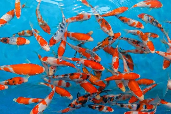 Bể cá cảnh trưng bày tại cửa hàng cá cảnh TP Vinh