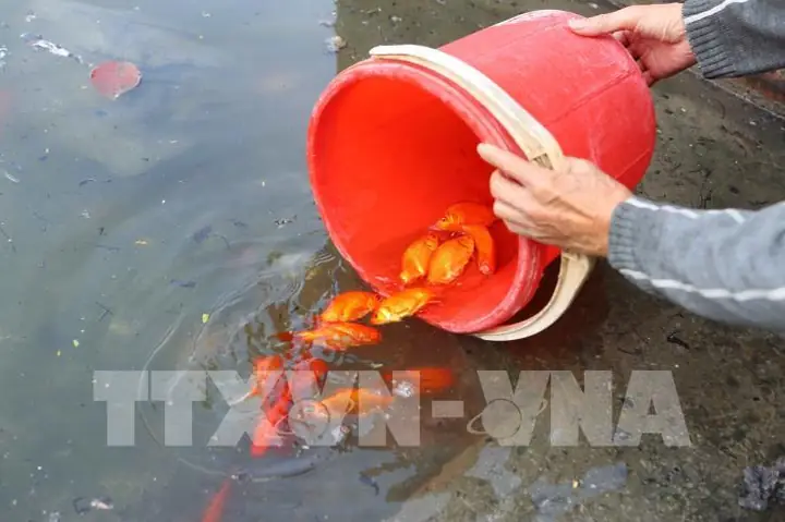 Ảnh Thả Cá Chép: Ghi Lại Khoảnh Khắc Tiễn Táo Quân Về Trời Văn Minh, Bảo Vệ Môi Trường