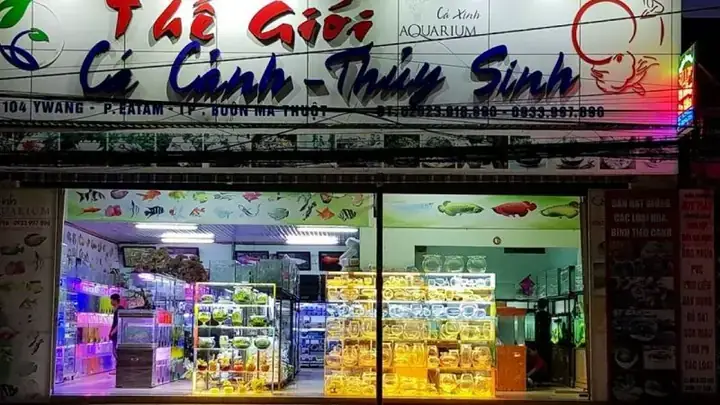 Các Loại Bể Cá Cảnh Phổ Biến Hiện Nay