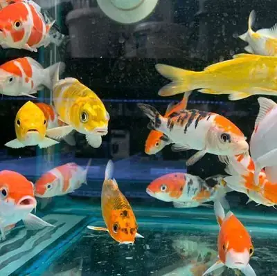 Tại Sao Nên Đầu Tư Vào Một Bể Cá Cảnh?