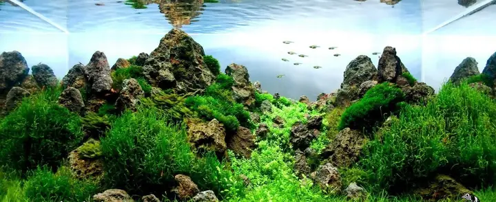 Bể Cá Cảnh Thanh Hóa