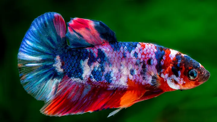 Thị Trường Cá Betta Galaxy Tại Việt Nam: Cung Cầu Và Định Giá