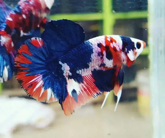 Hướng Dẫn Mua Cá Betta Galaxy Với Mức Giá Hợp Lý
