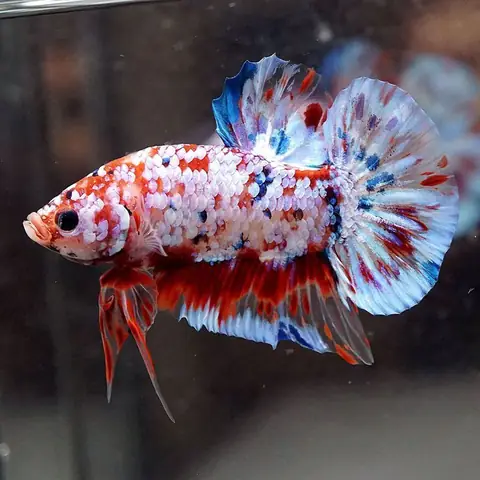 Bán Cá Betta Galaxy